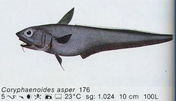 Coryphaenoides asper